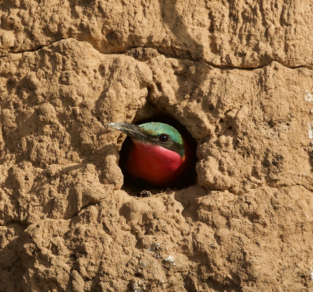 Carmine Beeeater