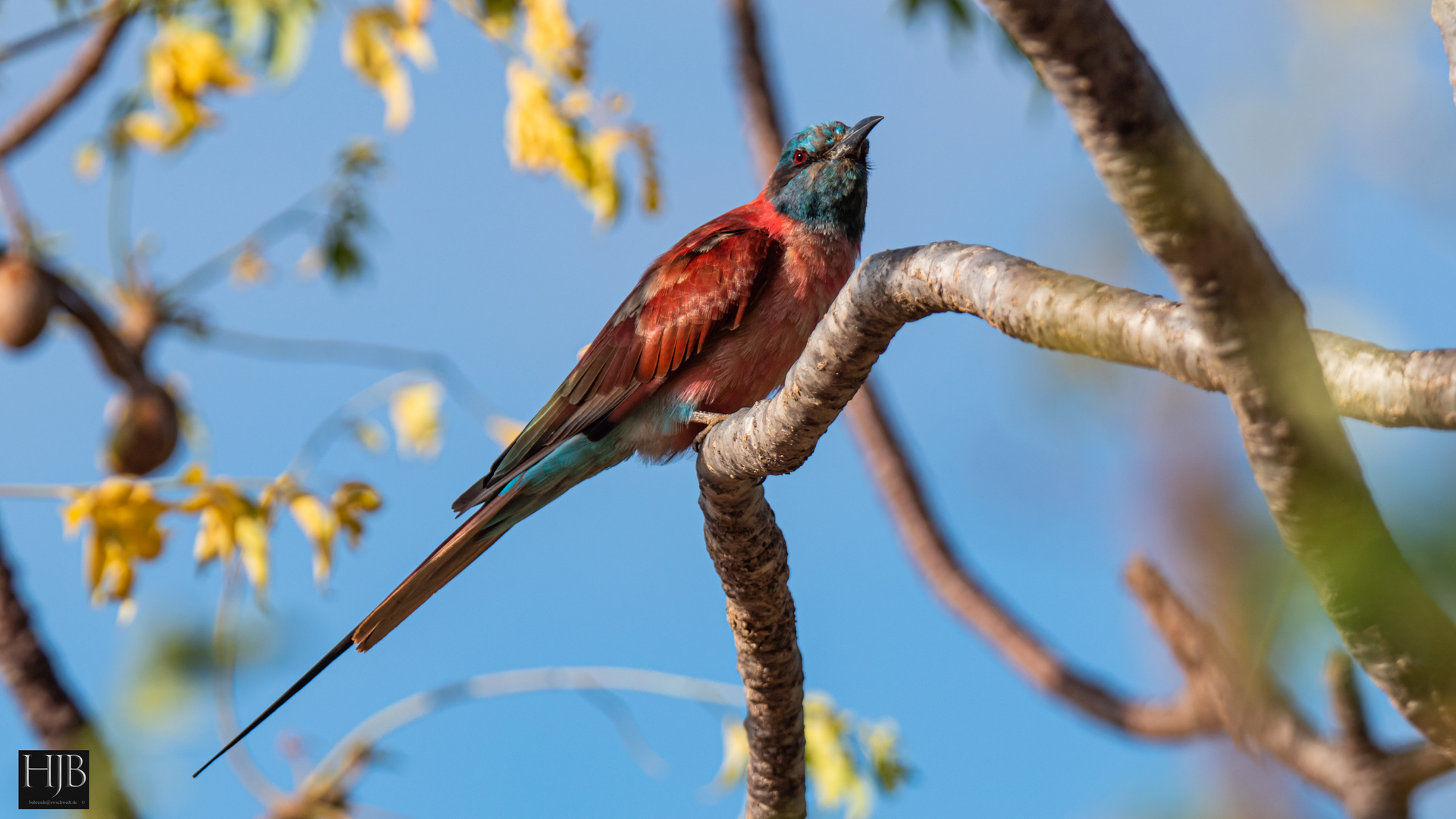 Carmine Bienenfresser (Merops nubicus) 