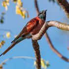 Carmine Bienenfresser (Merops nubicus) 