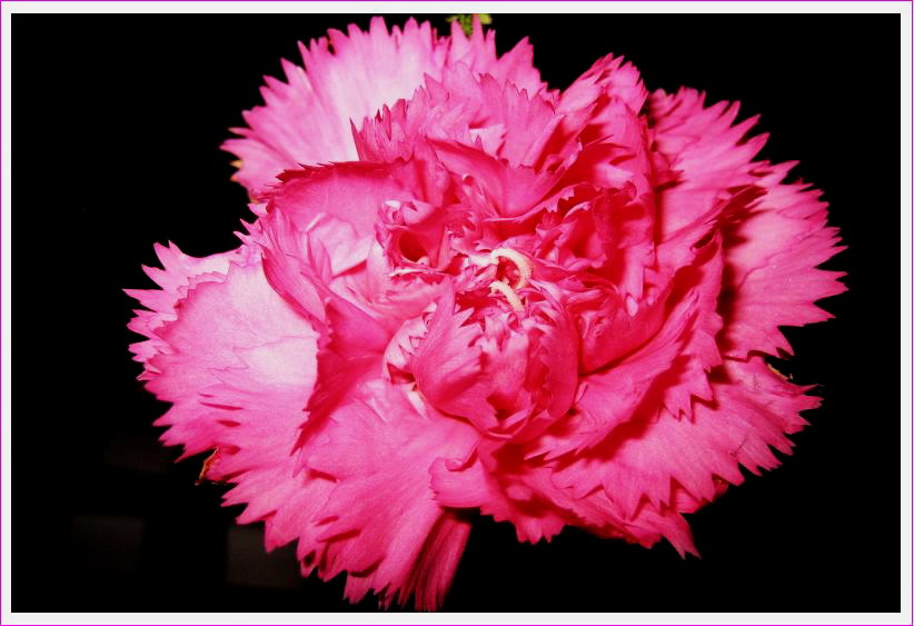 carnation flower(1)-