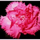 carnation flower(1)-