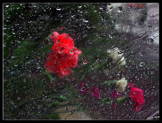 carnation rain