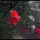 carnation rain