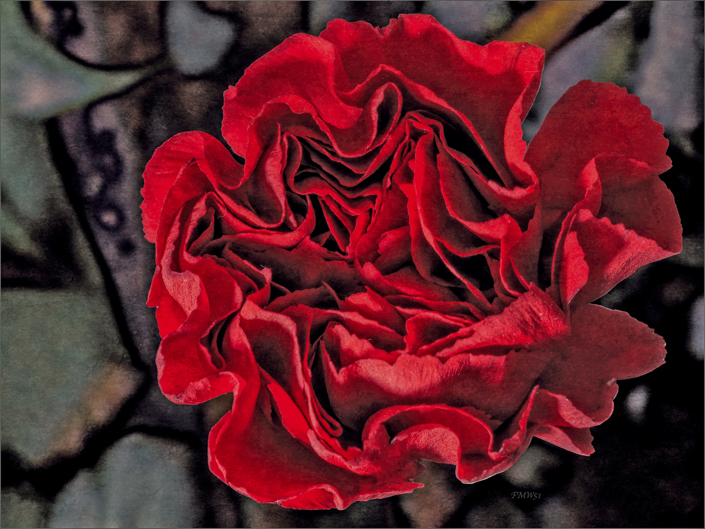 Carnation - the difficult red