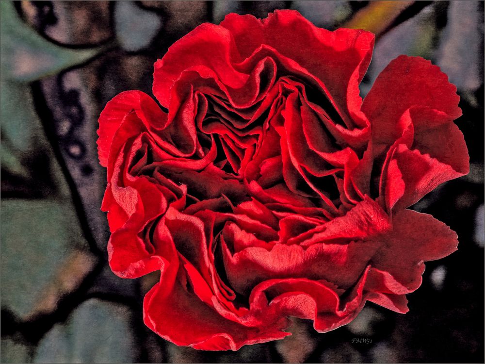 Carnation - the difficult red