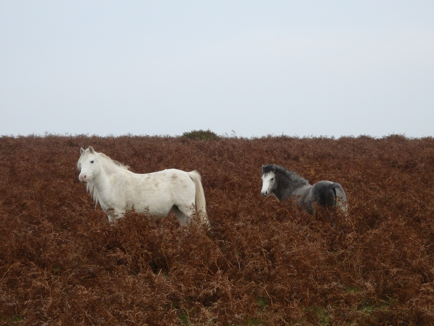 Carneddau-Ponies