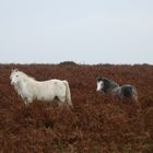 Carneddau-Ponies