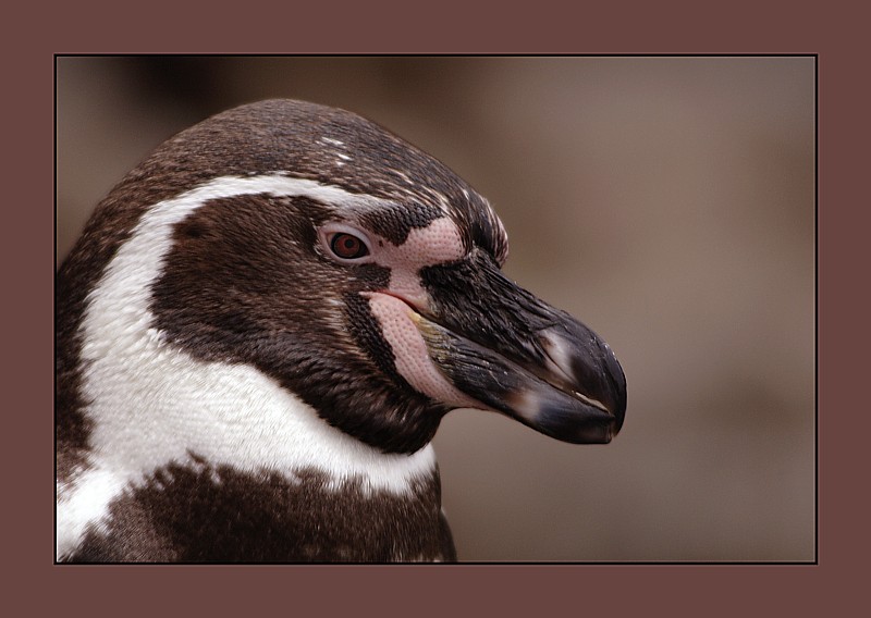 CARNEVAL IM ZOO