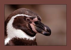 CARNEVAL IM ZOO