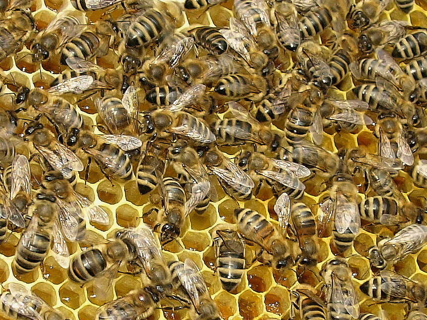 Carnica Bienen Foto & Bild tiere, wildlife, insekten Bilder auf