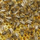 Carnica Bienen