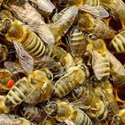 Carnica Bienen