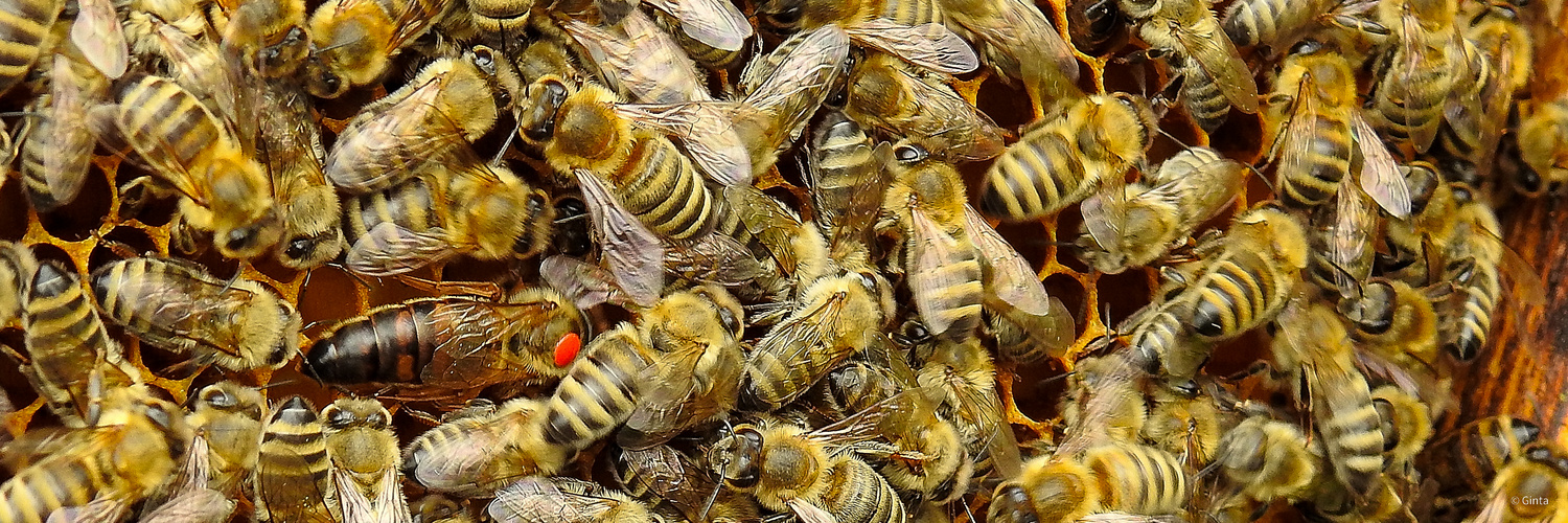 Carnica Bienen