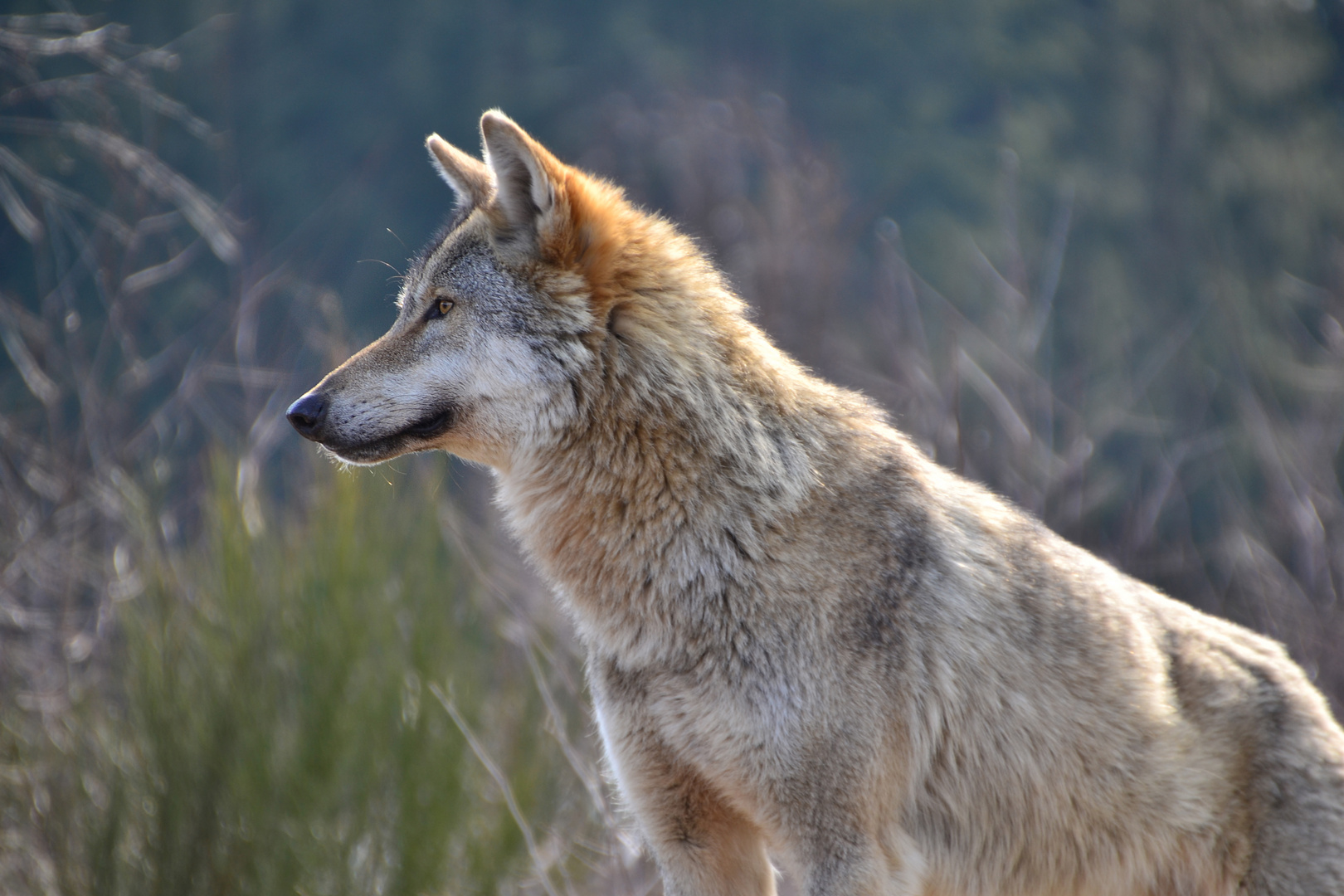 Carnis lupus lupus