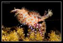 Carnival shrimp di Adriano Morettin 