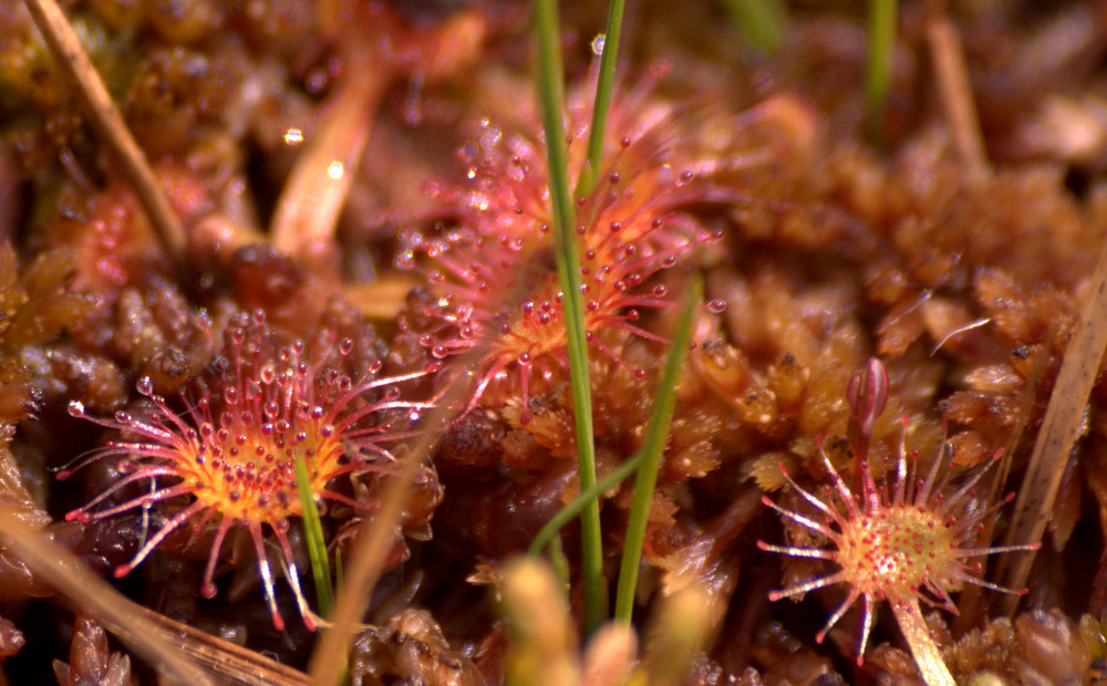 carnivor plant