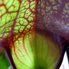 Carnivorous plant