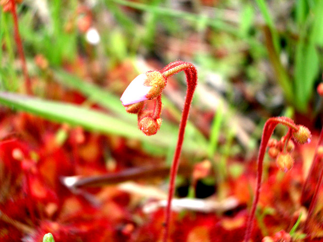 carnivorous plants