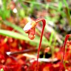 carnivorous plants