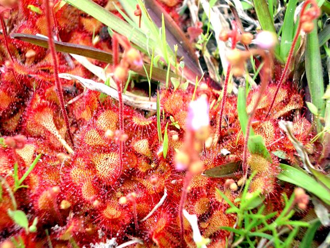 carnivorous plants