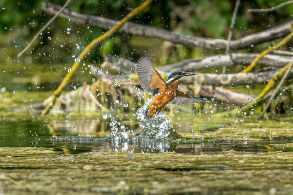 Carole.L-110725-DSC_9013_DxO-3