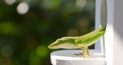 Carolina anole