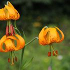 Carolina-Lilie (Lilium michaixii)