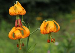 Carolina-Lilie (Lilium michaixii)