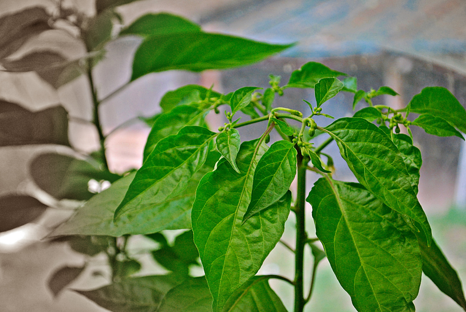 Carolina Reaper...