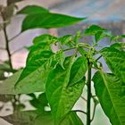 Carolina Reaper...