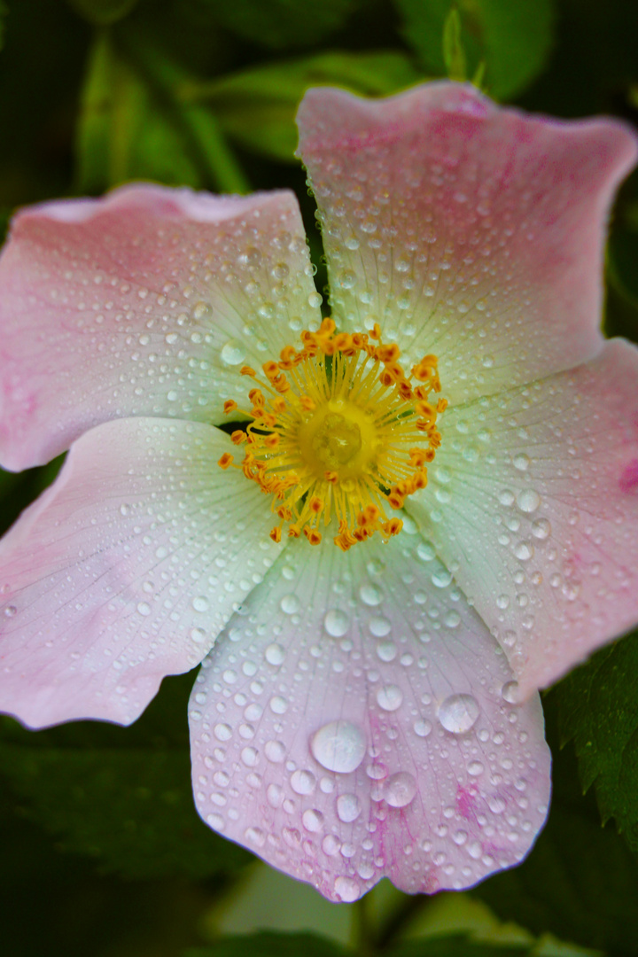 Carolina Rose in Nahaufnahme mit Wassertropfen