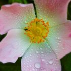 Carolina Rose in Nahaufnahme mit Wassertropfen