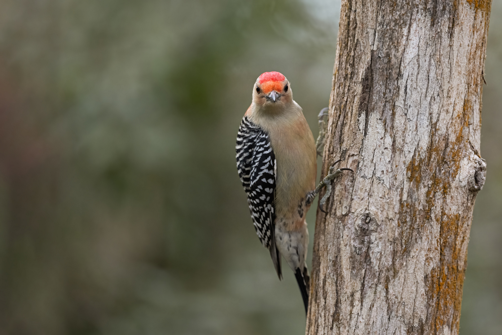 Carolina-Specht (red-bellied woodpecker)