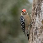 Carolina-Specht (red-bellied woodpecker)