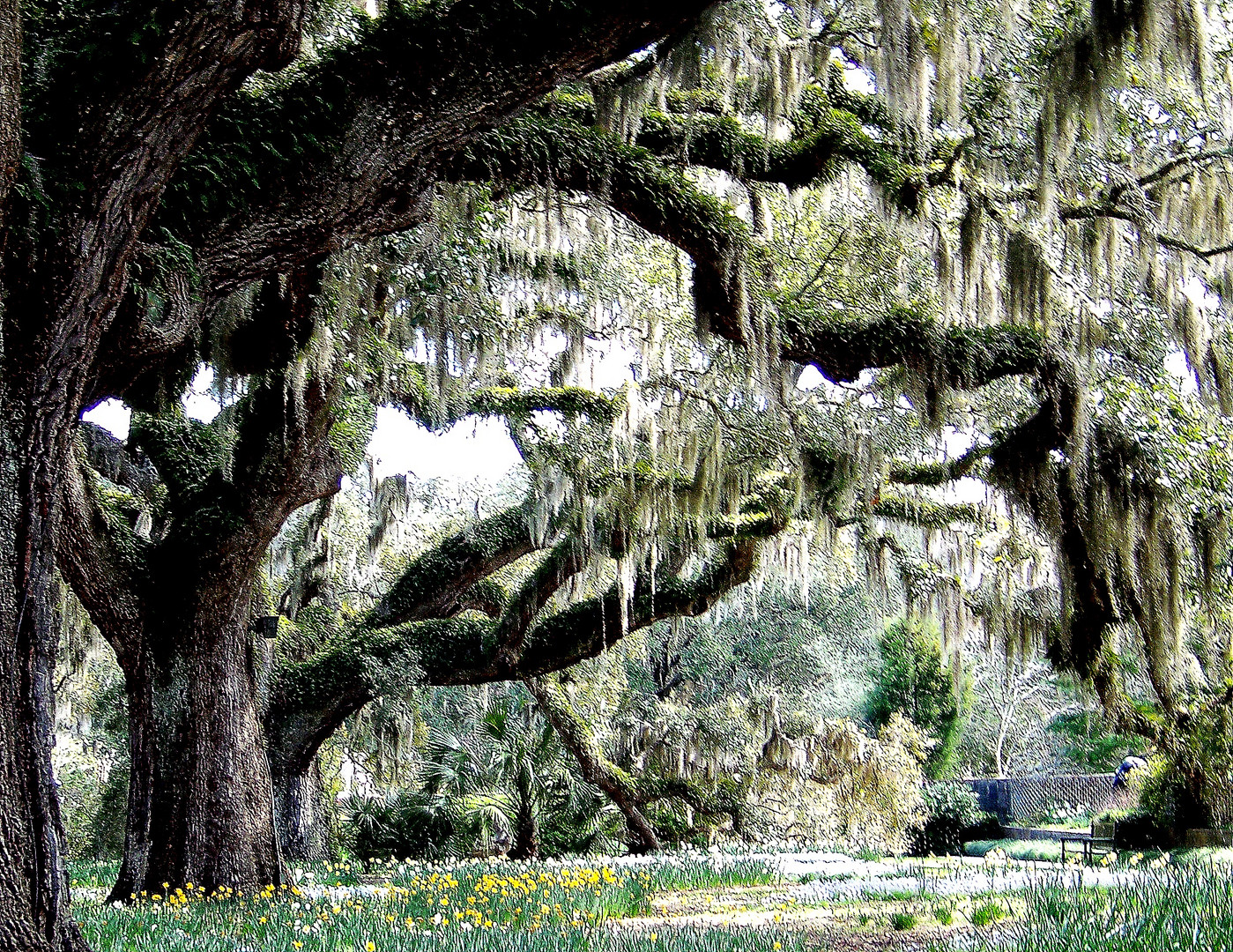 Carolina Spring