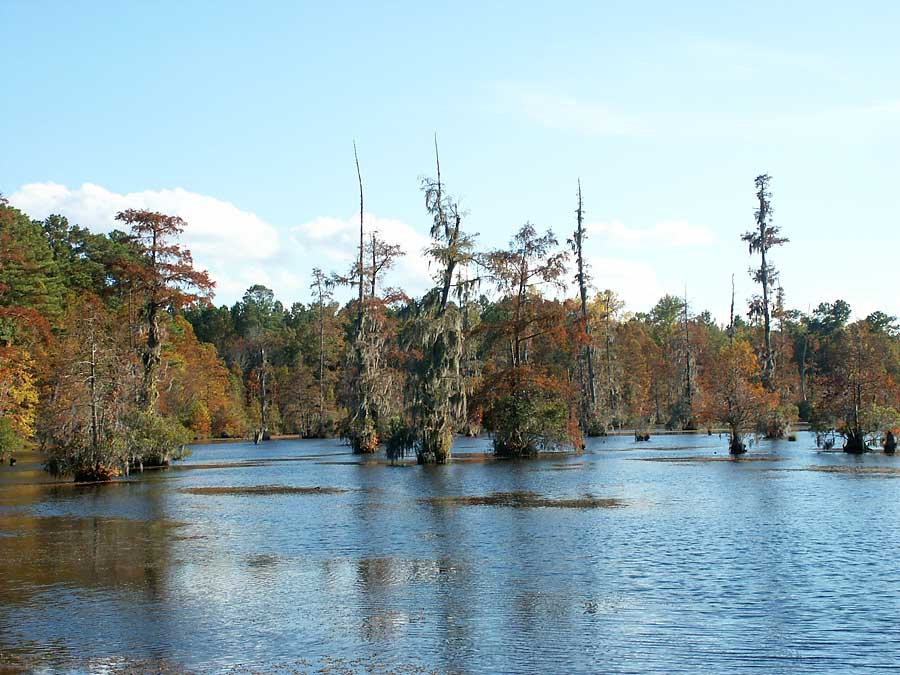 Carolina Swamp