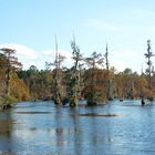 Carolina Swamp