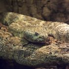 Carolina-Zwergklapperschlange - fotografiert im Ulmer Aquarium