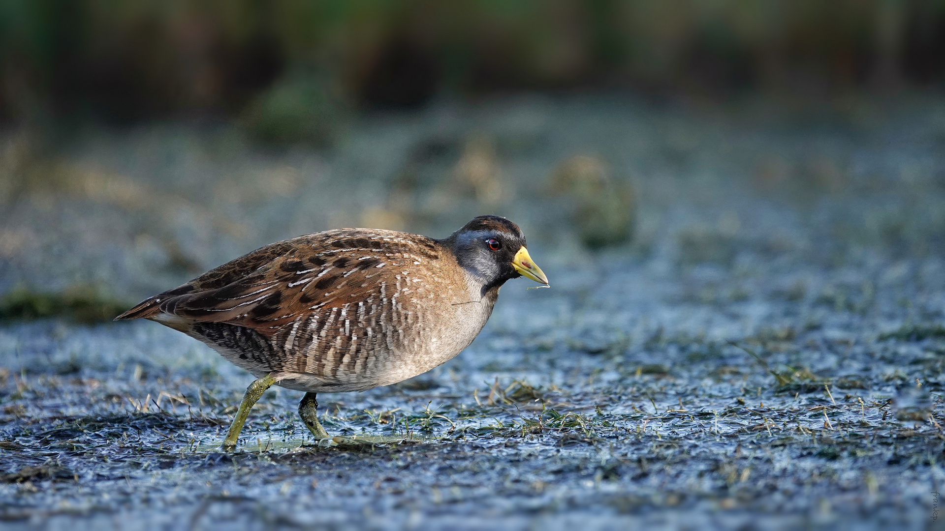 Carolinasumpfhuhn in Sea Rim SP