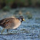 Carolinasumpfhuhn in Sea Rim SP