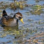 Carolinasumpfhuhn - Sora (Porzana carolina)