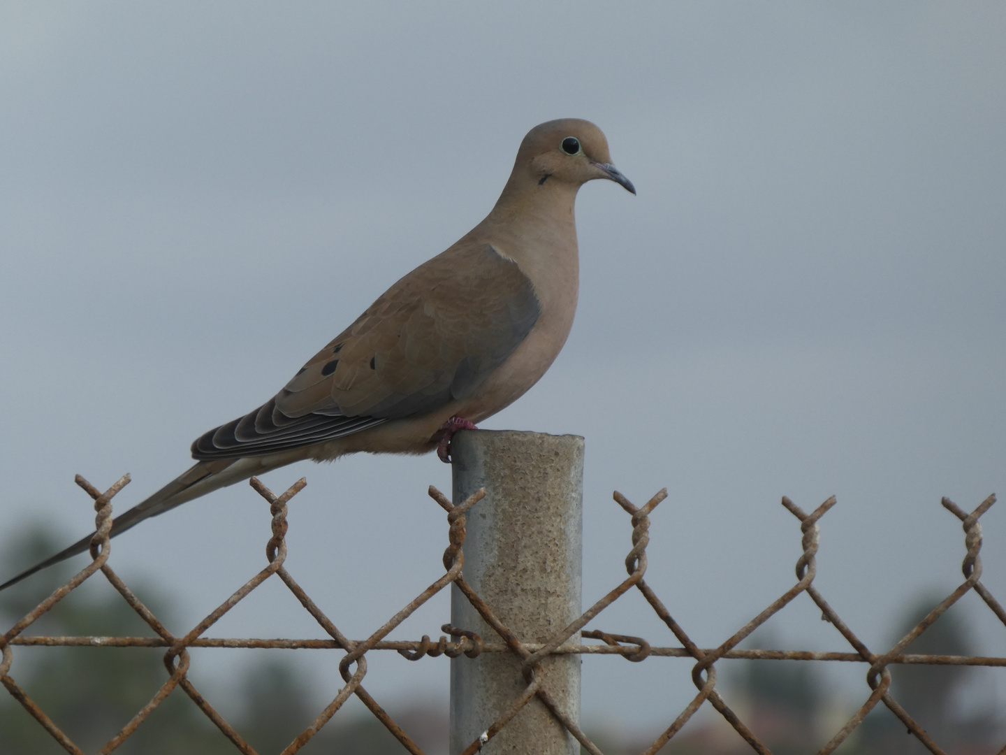 Carolinataube  -  Zenaida macroura