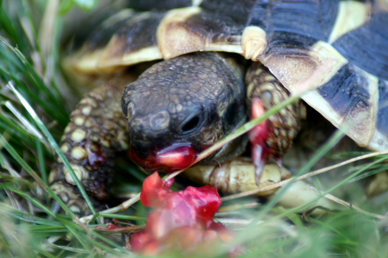 Caroline appréciant sa framboise