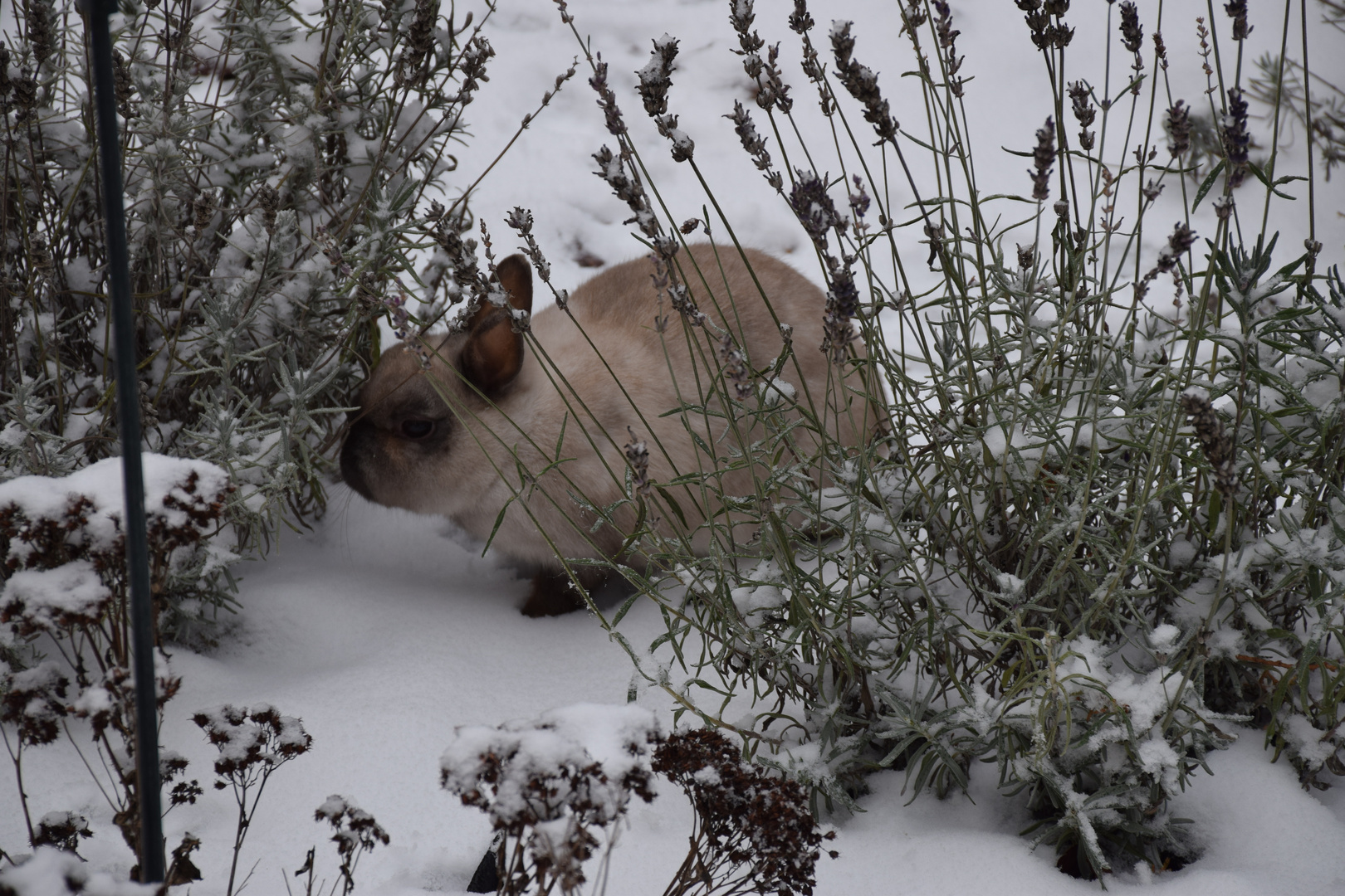 Caroline im Schnee