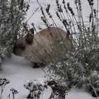 Caroline im Schnee