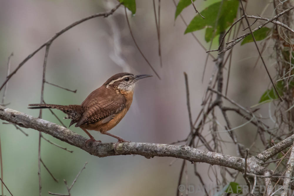 Caroline Wren / Zaunkönig