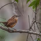 Caroline Wren / Zaunkönig