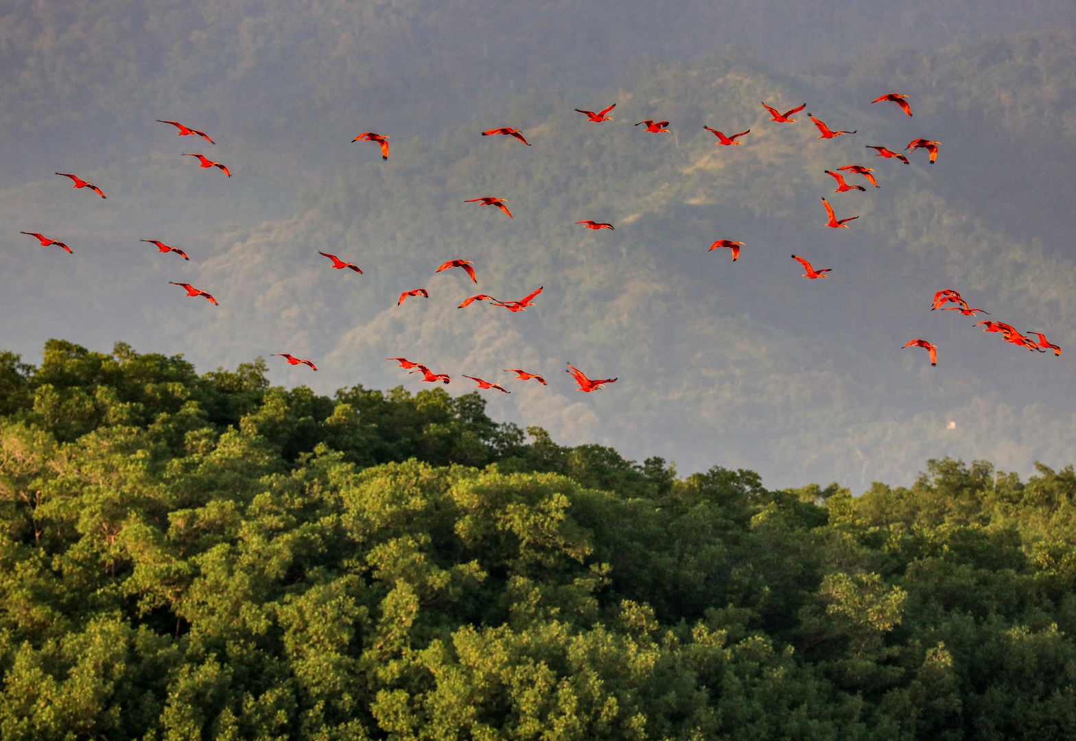 Caroni Ibisse im Anflug