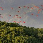 Caroni Ibisse im Anflug