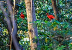 Caroni Ibisse im Wald